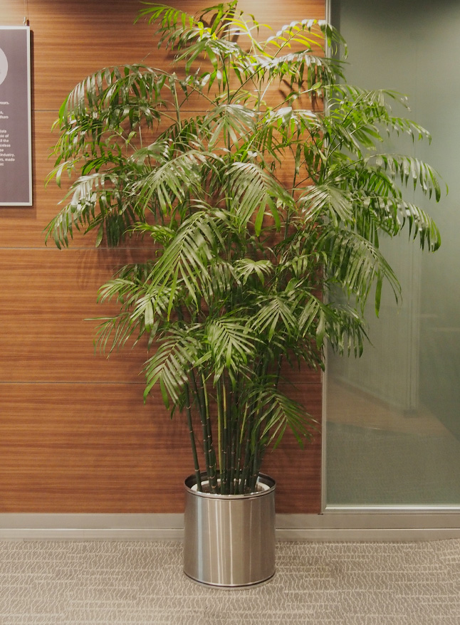 観葉植物レンタル