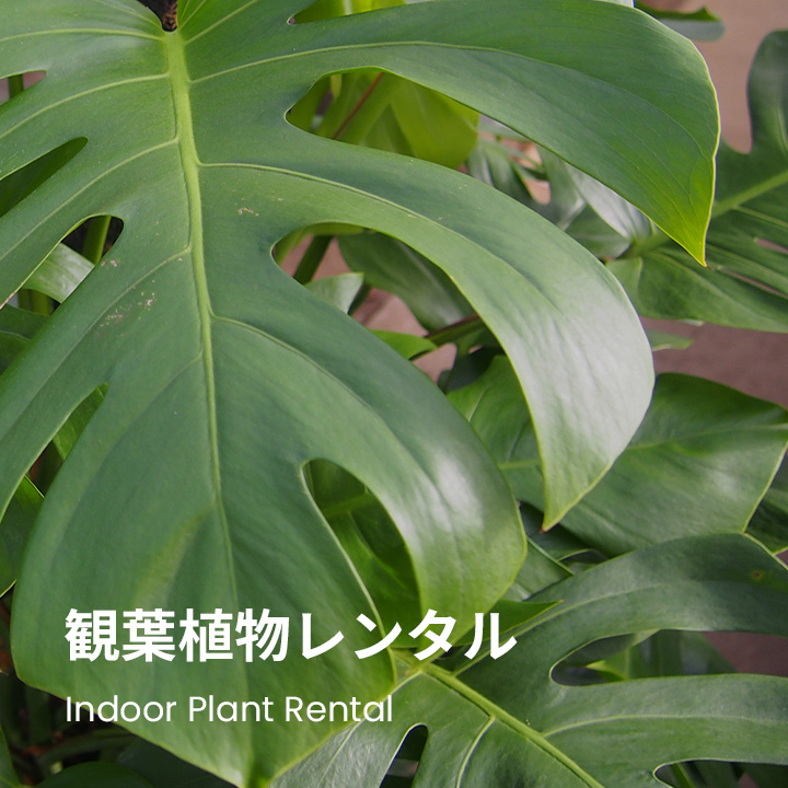 観葉植物レンタル